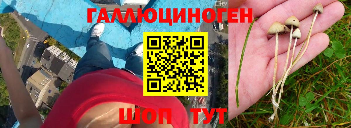 даркнет сайт  Галлюциногенные грибы прущие грибы  Вход с VPN  Галлюциногенные грибы Psilocybine cubensis  Заводоуковск 